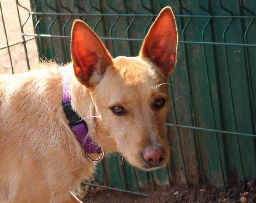 Snoopy sucht ein sehr aktives Zuhause - Tiny Shelter Albufeira